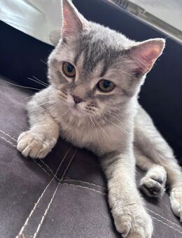 BKH Kater - Ulm