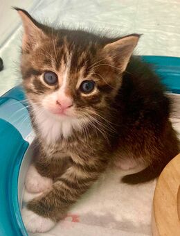 Maine Coon / EKH-Mix Kitten m/w - Kolkwitz