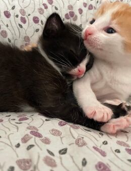 Kitten - Morsbach