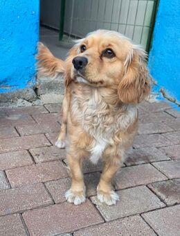 Tarcın sucht ihr Glück - Moers