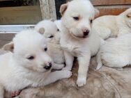 Huskywelpen weiß mit blauen Augen - Wanzleben-Börde