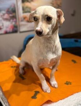 Trudi - entzückende junge Hündin - Velbert