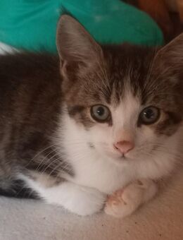 2 kleine Kater suchen - Odenthal
