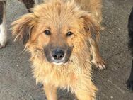 TEDDY sucht sein Für-Immer-Zuhause - Neuberg