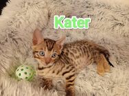 Bengal kitten - Velbert