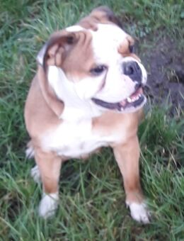 Old English Bulldog Hündin - Kuhlen-Wendorf
