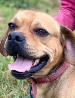 ROCCO braucht ein Zuhause - Gefrees