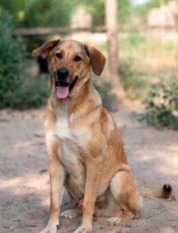 🖤 Shadow sucht ein aktives Zuhause! 🐾 - Stuttgart