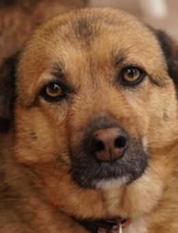 Aris-Jano, geb. ca. 02/2016, lebt in GR - Euskirchen