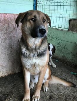 LEO sucht eine erfahrene Familie - Olfen