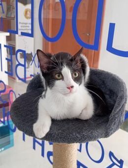 Kleiner Genießer Tao (ALO) - Geisenheim