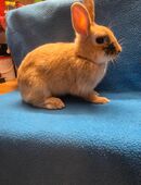 Zwergkaninchen Mädchen sucht neues liebevolles Zuhause in 07613