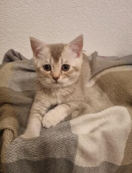 BKH/BLH Kitten - Essen (Oldenburg)