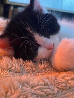 Kitten - Lippstadt Zentrum