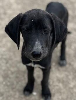 Stevie - Sanfter & verschmuster Junghund - Berlin