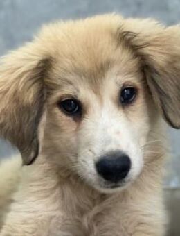 Maik, geb. ca. 04/2024, GRIECHENLAND - Markdorf