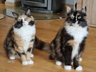 2 Mädels Ragdoll Mix - Mainhardt