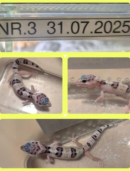 Leopardgecko Nachzuchten 2025 - Eberswalde