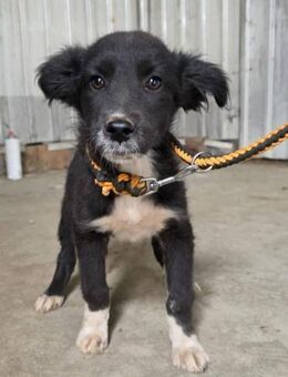 Mona, aufgewecktes Welpenmädchen - Linden (Hessen)