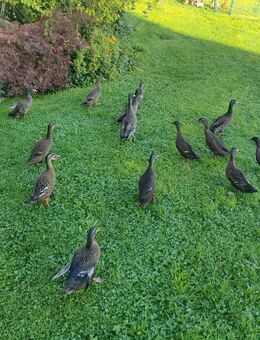 Enten (Mischung aus Stock- und Laufente) - Teisendorf