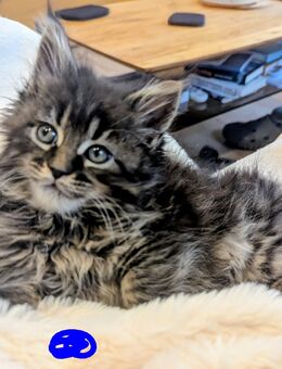 Mainecoon Kitten reinrassig , Eltern gengetestet - Schweinfurt