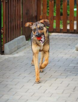 Toller, aktiver Fröhlich-Rüde sucht - Berlin
