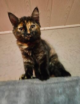 Prinzessin sucht ein zu Hause für immer. - Weißenfels