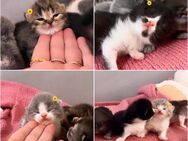 Entzückende Reinrassige Bkh Kitten - Köln