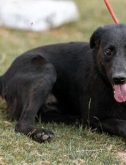 CHUNA💖liebenswerte Schmusepfote - Hamburg