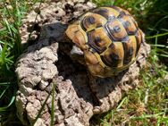 Griechische Landschildkröte (Nachzucht September 2021) - Kühbach