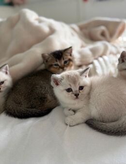 BKH katzenbabys kitten - Prien (Chiemsee)