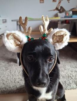 Penny sucht Kuschelmensch - Brühl (Baden-Württemberg)