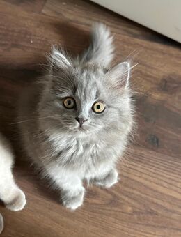 Britisch Kurzhaar Kitten Britisch Langhaar Kitten - Baar-Ebenhausen