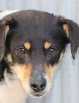 Bia - verspielt u. zutraulich - Lohra