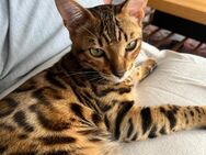 Reinrassiger Bengal Kater - Waiblingen