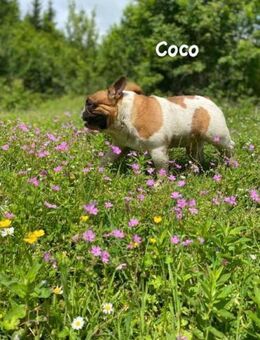Coco - erwachsener French Bully - Grainau