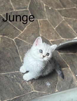 Reinrassige Britisch Kurzhaar Kitten – Abgabe ab 12. Woche - Regensburg