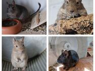 Mädelsgang Degu 4er Gruppe suchen ein liebevolles neues Zuhause - Dresden