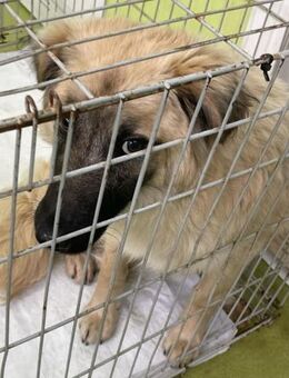 Lenny sucht dringend eine Familie! - Lenzen (Elbe) Zentrum