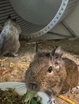3 Degu Weibchen - zusätzlich mit großem Käfig - Berlin
