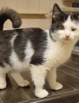 Freddy, Jungkater mit kl. Handicap - Heinsdorfergrund