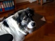 ARTHUR, Besitzerin verstorben - Bamberg