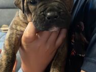 Old englisch Bulldogge