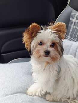 Biever Yorkshire Terrier - Düsseldorf