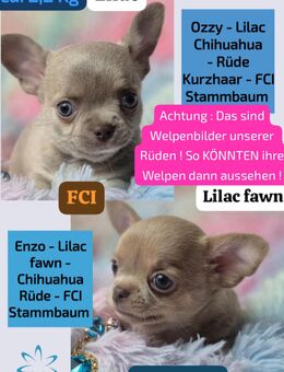Chihuahua Deckrüden LILAC mit Stammbaum - Berlin