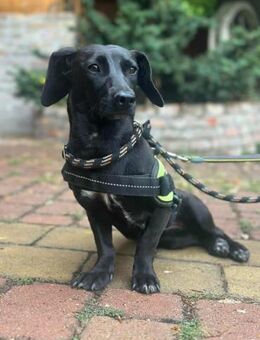 Hedi sucht nach einem Körbchen - Nordwalde