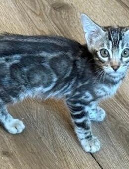 Bengal kitten 13 Wochen Silber Mädchen oder Kater Reinrassig - Dortmund