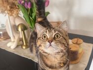 Bkh Katzen - Bochum Hustadt