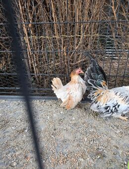 Samara Zwerghühner Pärchen - Lübbecke