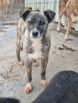 Hübsche LISSI sucht ihr Zuhause - Neuberg